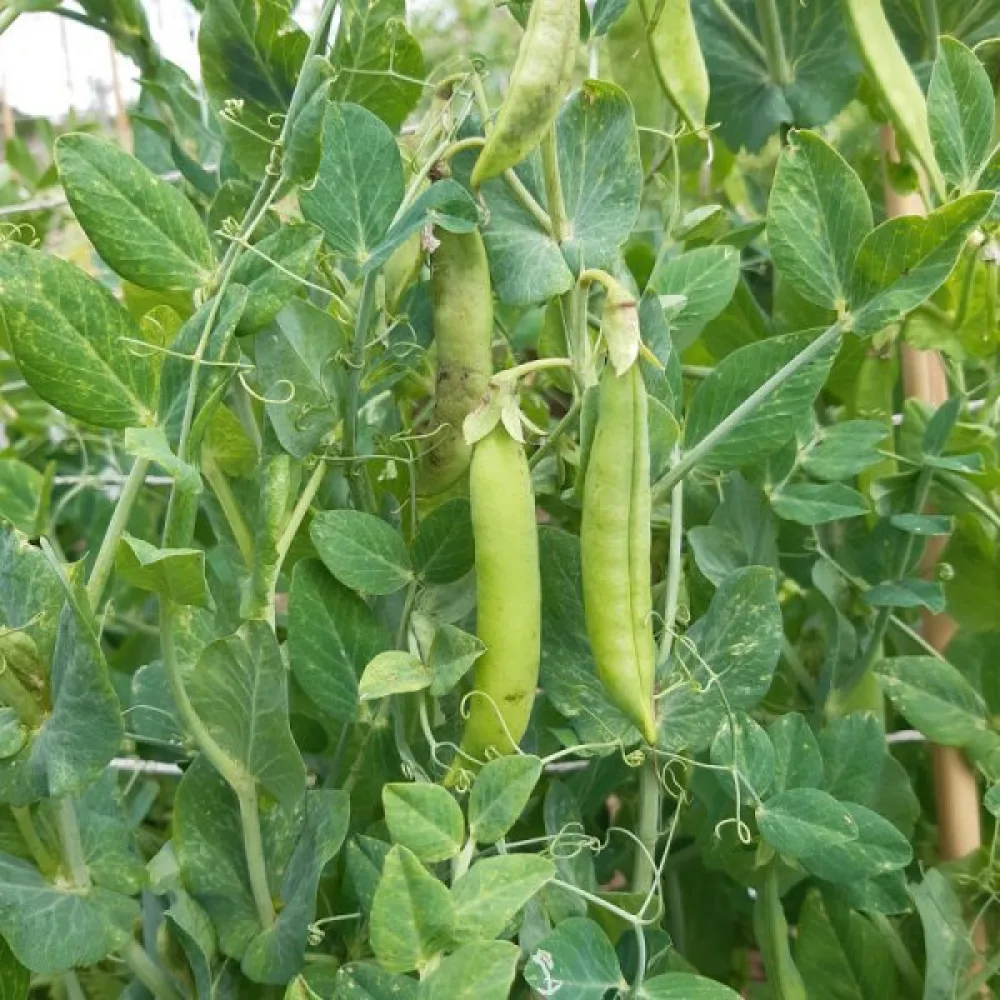 Tarhaherne 'Roi des Conserves'