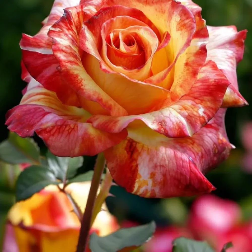 Ruusu 'Caramel Delight' – paljasjuurinen