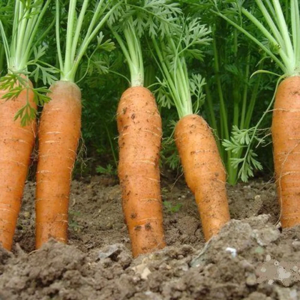 Porkkana 'De Meaux'