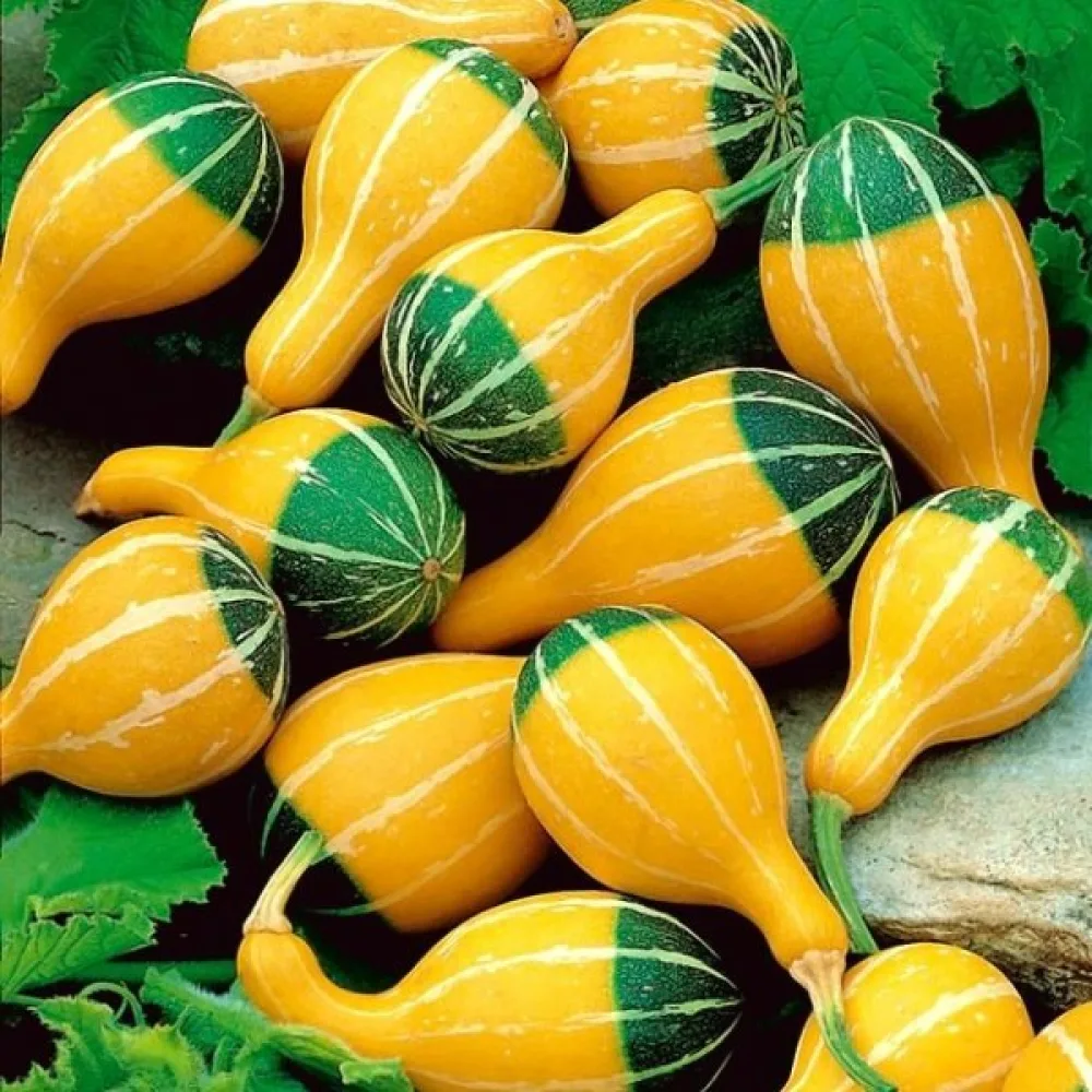 Kurpitsa 'Pear bicolour'