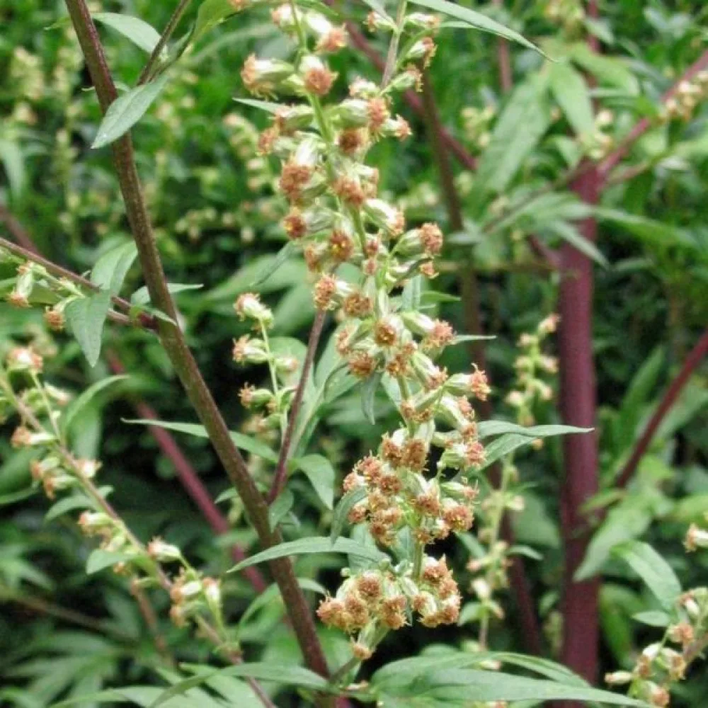 Pujo Artemisia vulgaris