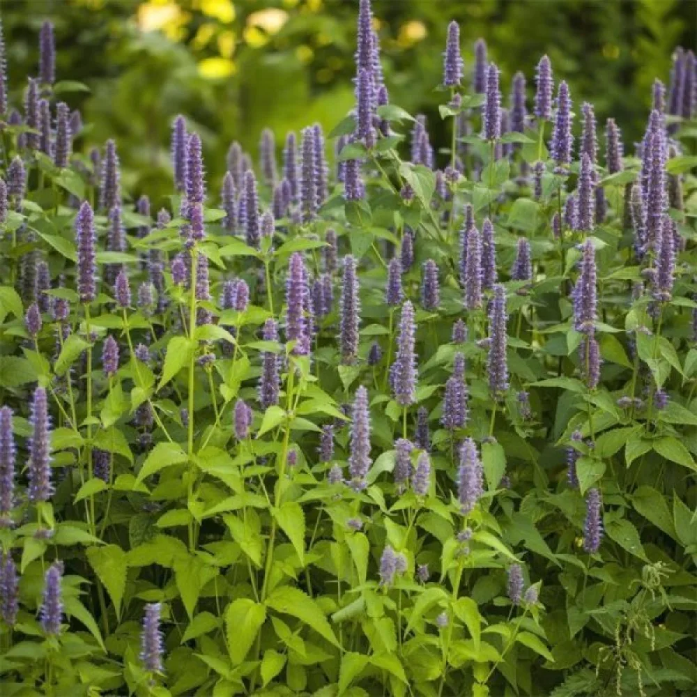 Anisiisoppi Agastache foeniculum