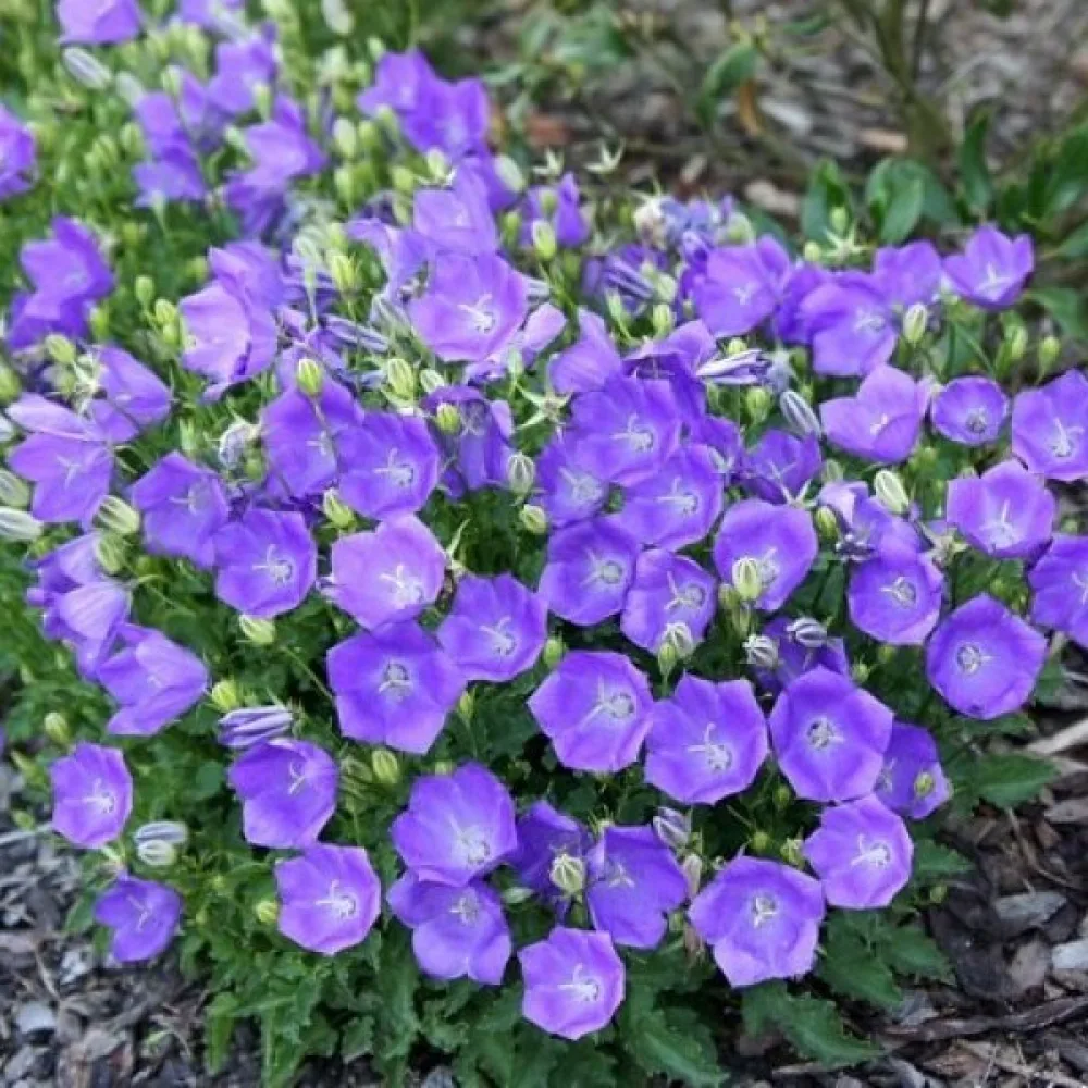 Karpaattienkello Campanula carpatica – sininen
