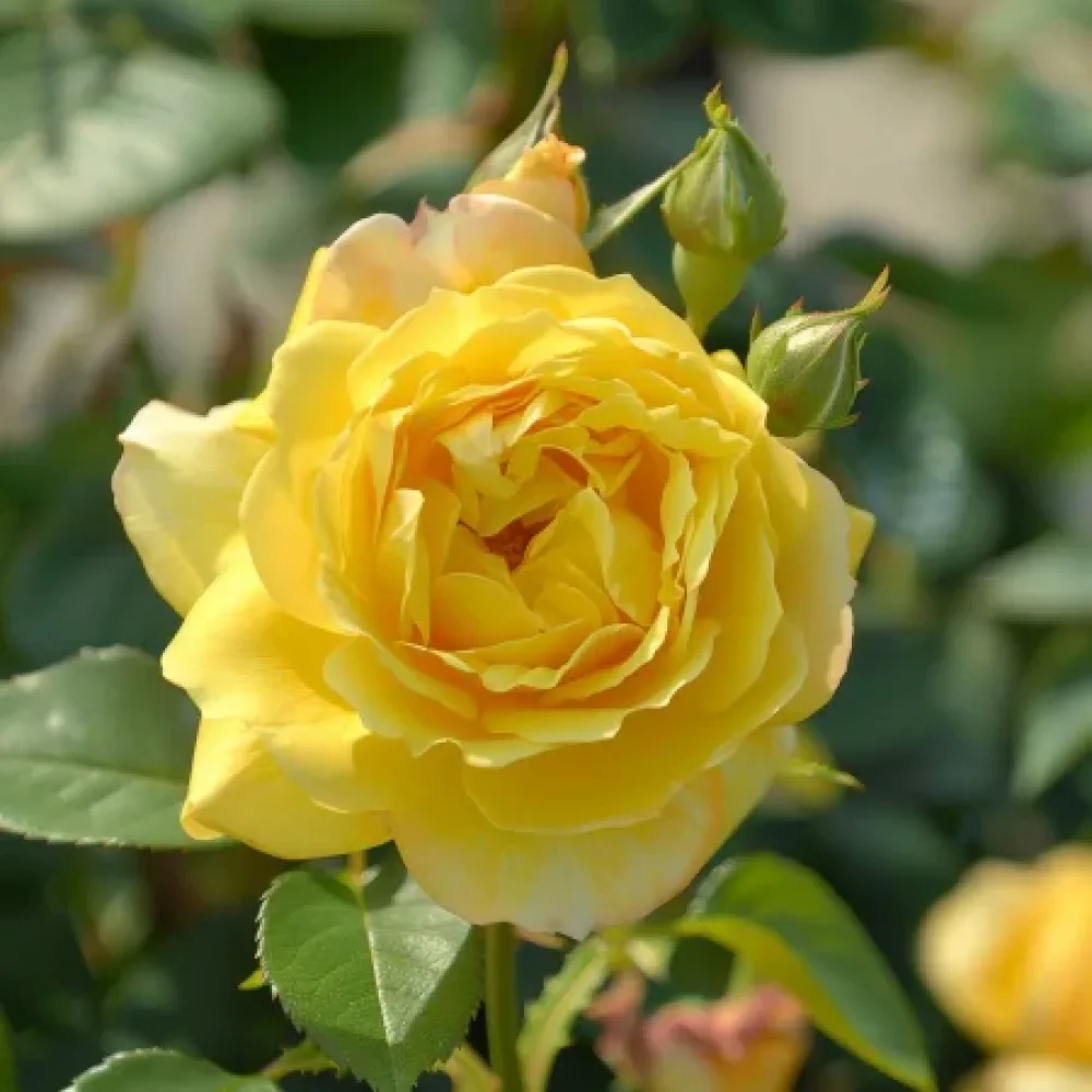 Ruusu 'Citrus Harmony' – paljasjuurinen