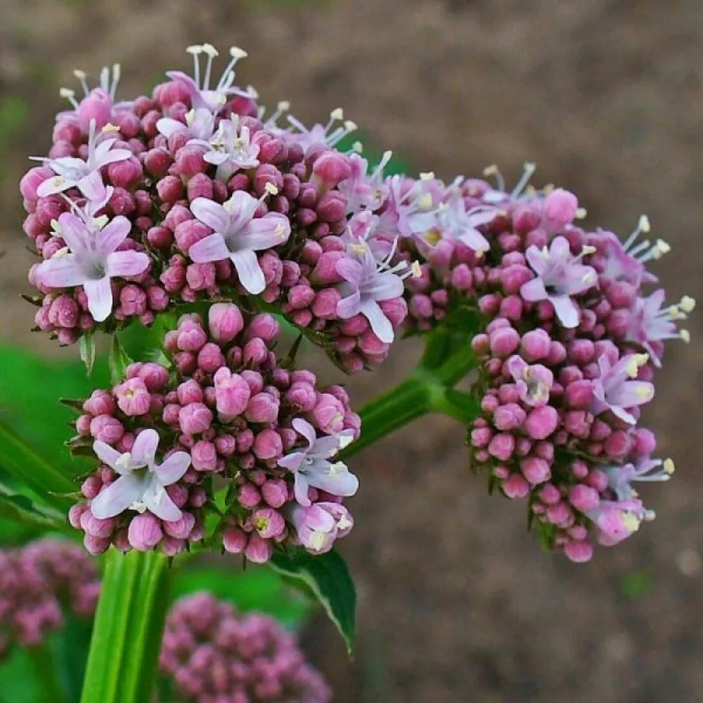 Rohtovirmajuuri 'Lubelski'