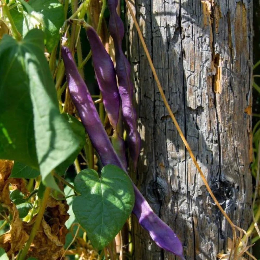 Ruusupapu 'Esparot'