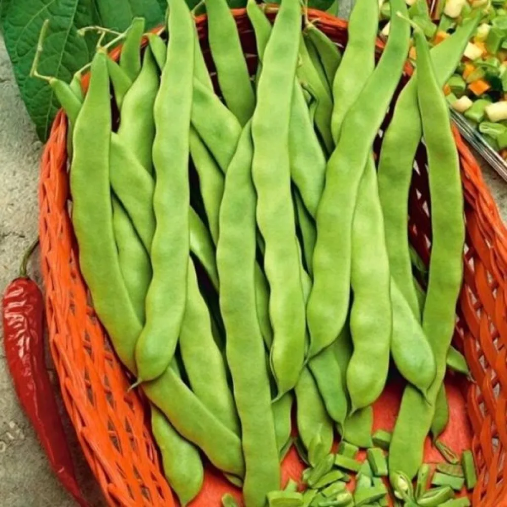 Salkopapu 'Meisterstuck'