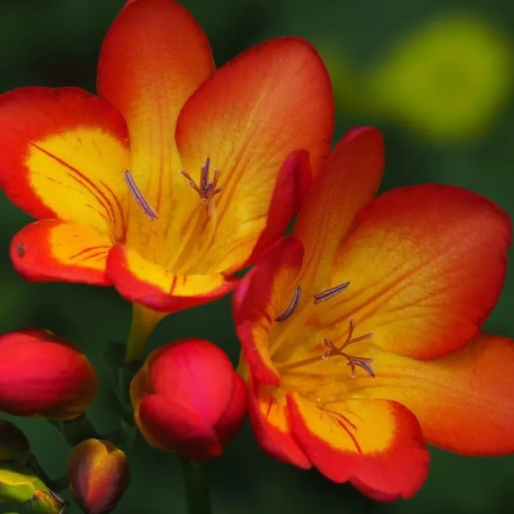 Freesia 'Orange single'