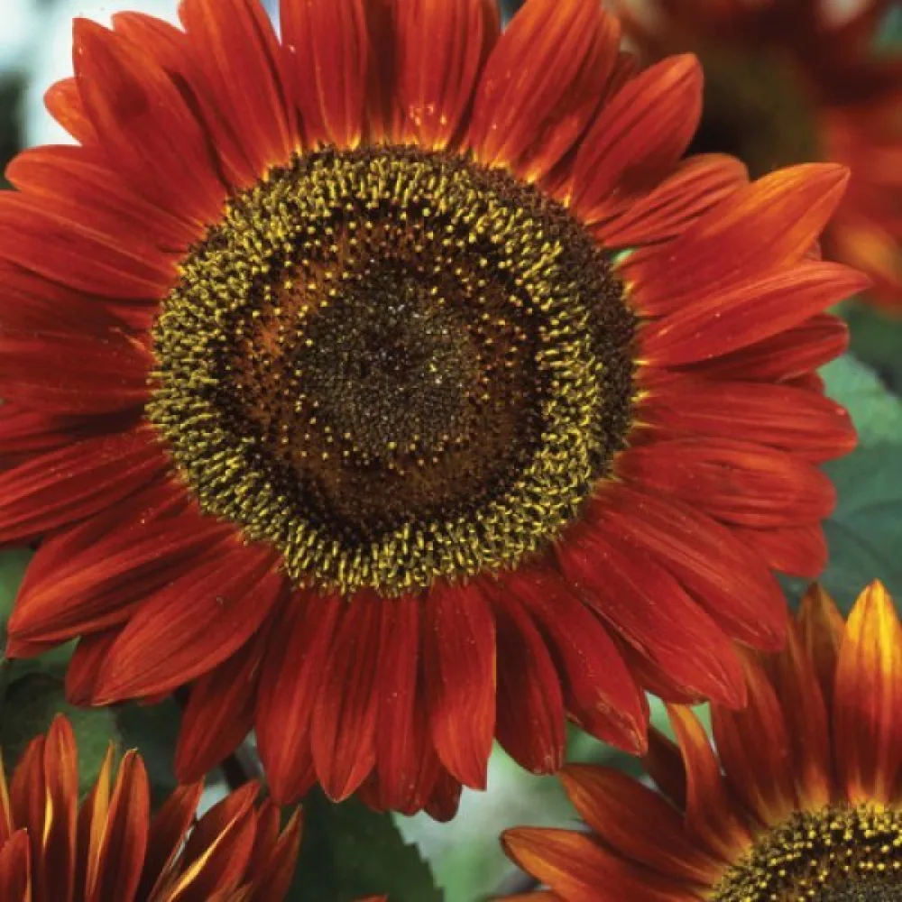 Auringonkukka 'Red Sun'