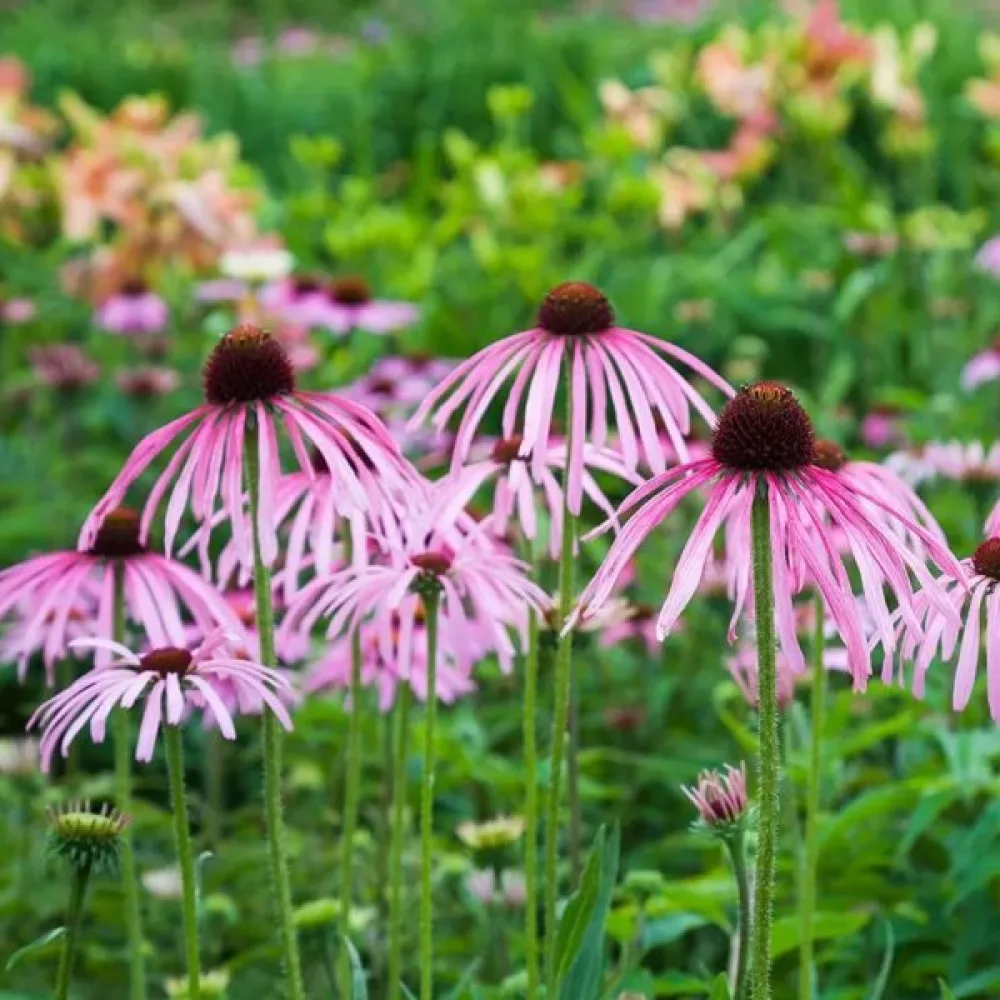 Punahattu Echinacea, vaaleanroosa