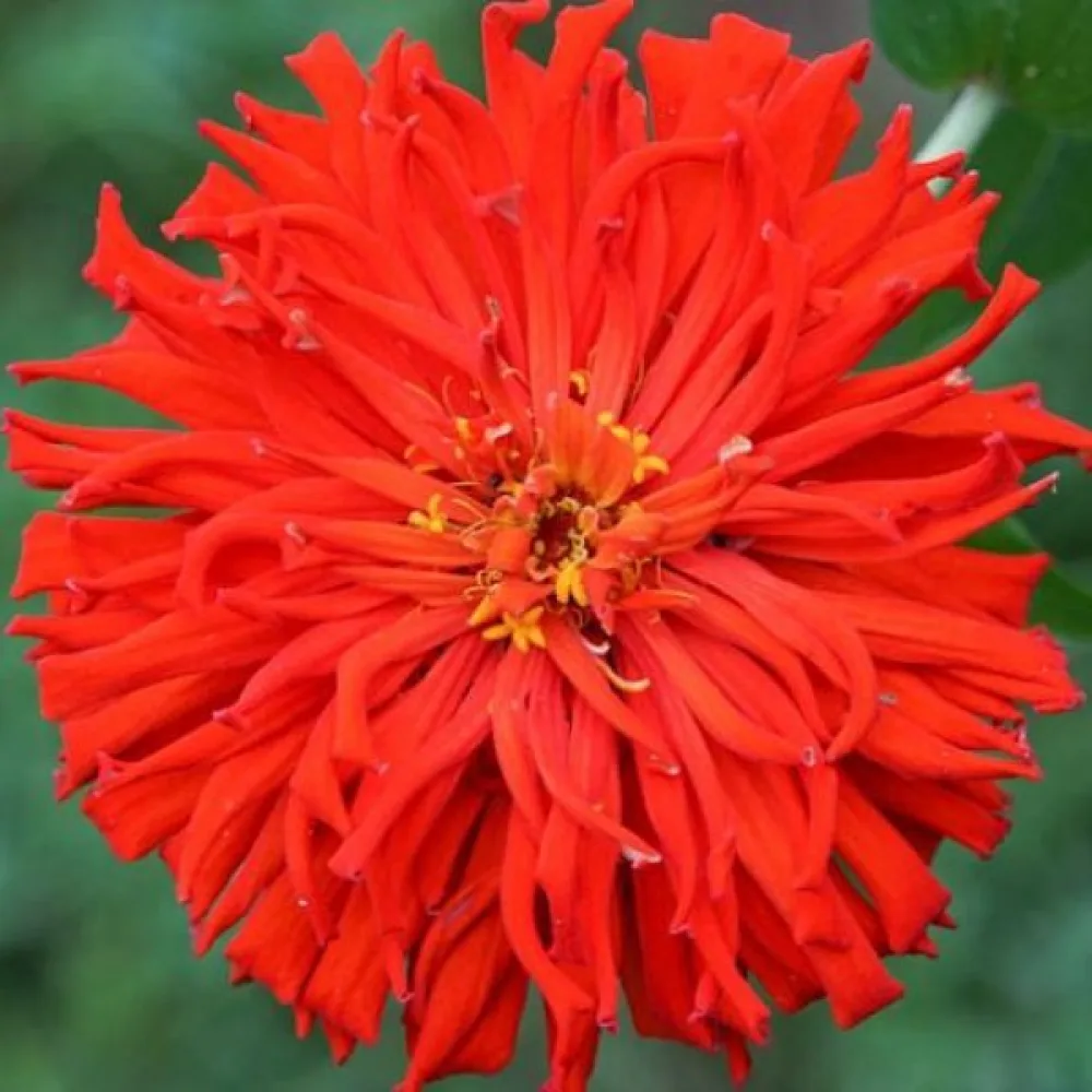 Tsinnia 'Red Man'
