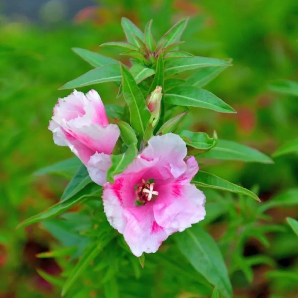 Kesäatsalea 'Maiden Blush', vaaleanpunainen