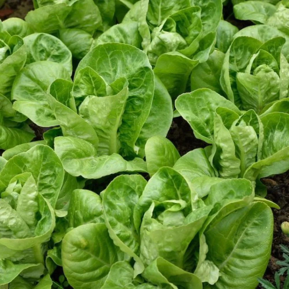 Roomansalaatti 'Little Gem' (Sucrine)
