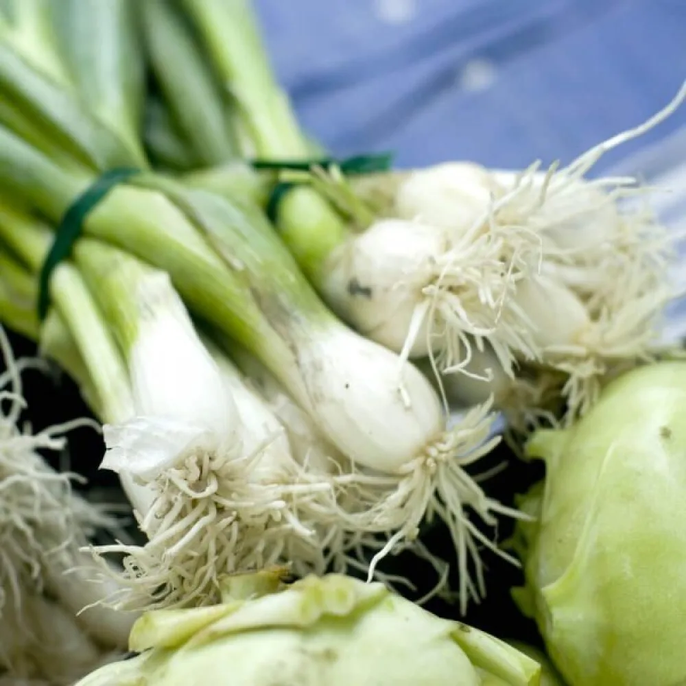 Kevätsipuli 'White Lisbon'