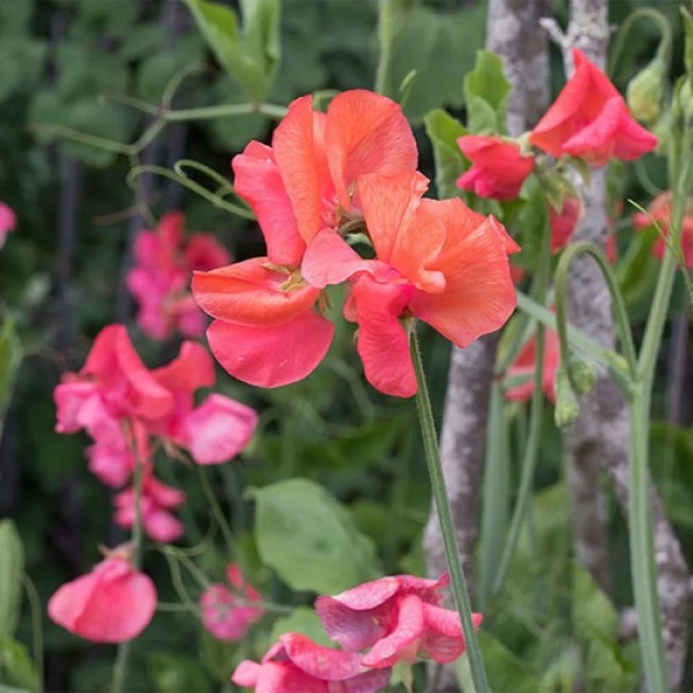 Tuoksuherne 'Spencer' – oranssinpunainen