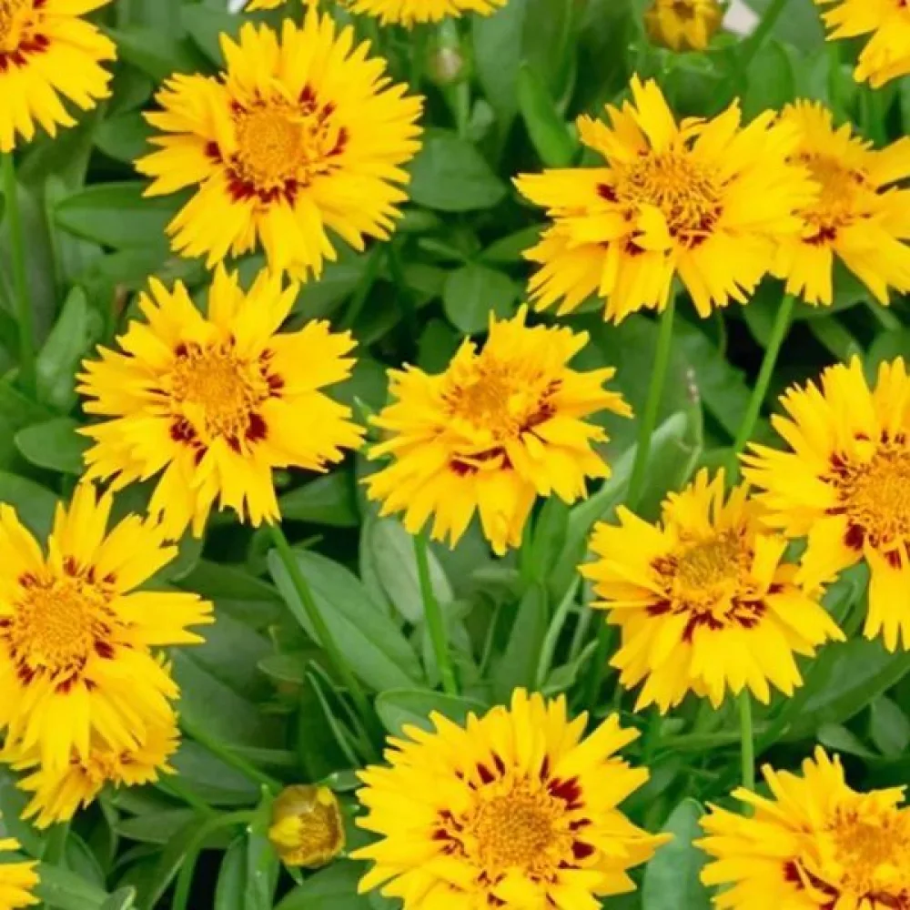 Kaunosilmä 'Golden Crown'
