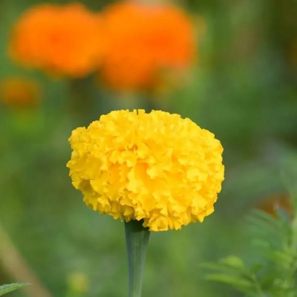 Kookossamettikukka 'Mary Helen'