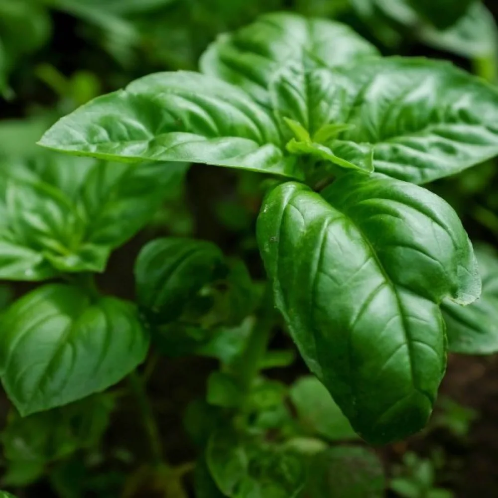 Basilika 'Genovese'