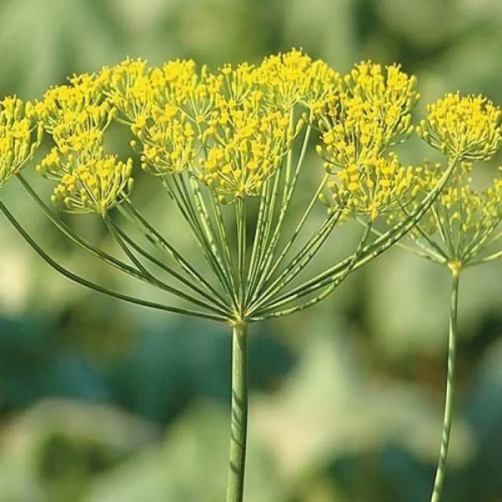 Tilli 'Lukullus'
