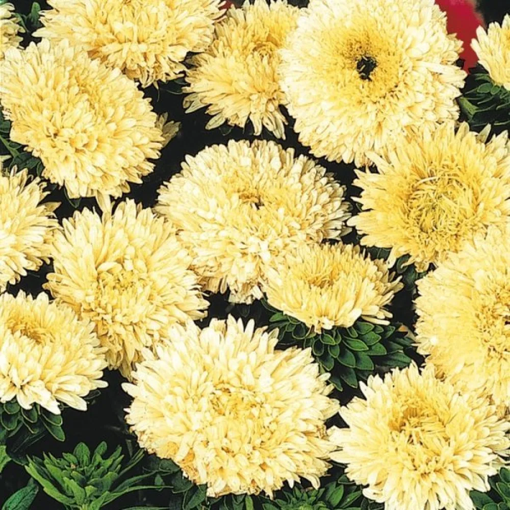 Kesäasteri 'Colour Carpet' keltainen