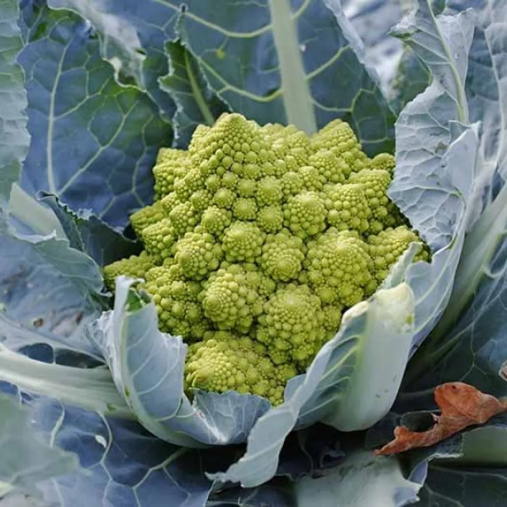 Kukkakaali 'Romanesco Natalino'