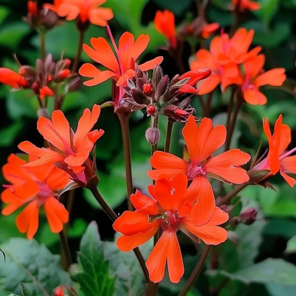 Palava rakkaus Lychnis chalcedonica, sekoitus