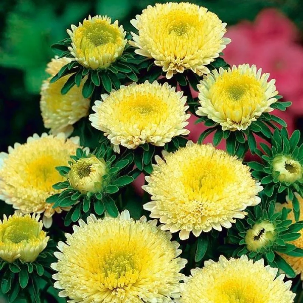 Kesäasteri Pompon – keltainen
