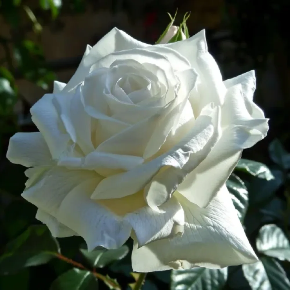 Ruusu 'Cream Elegance'