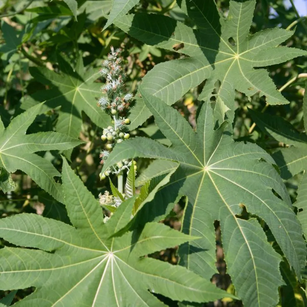 Risiini 'Zanzibariensis'