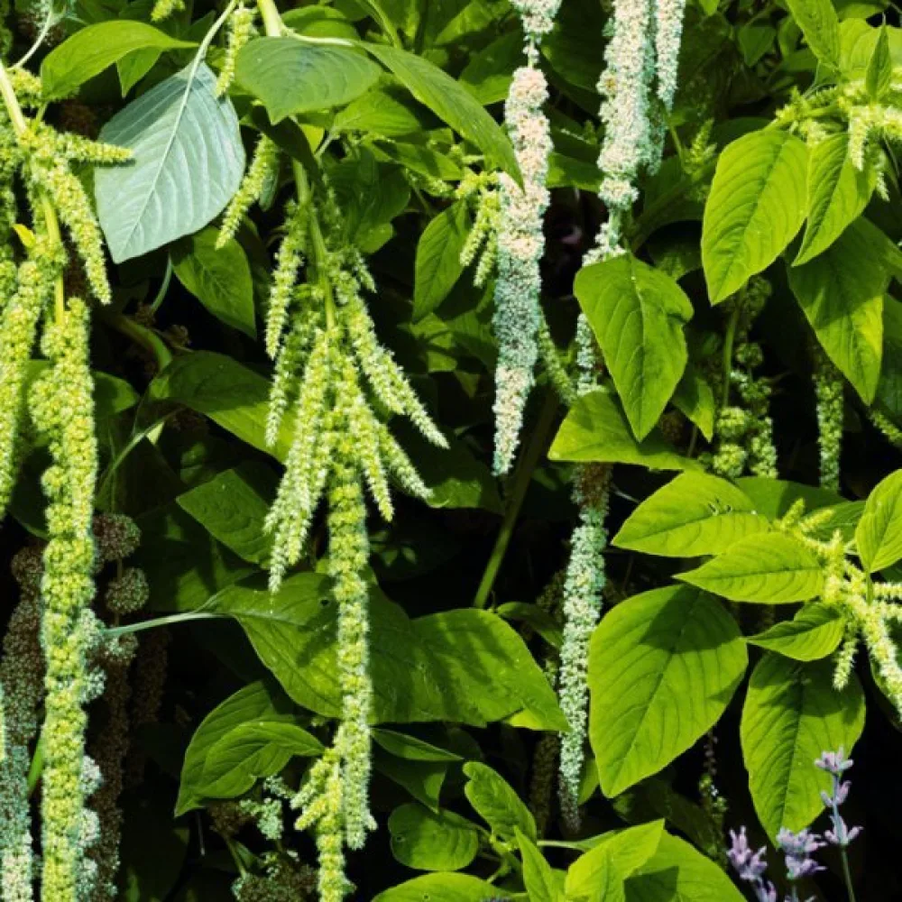 Riippuamarantti 'Viridis'