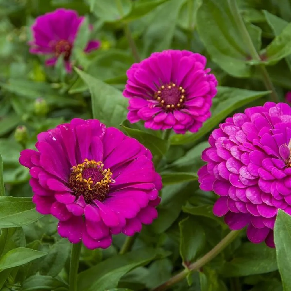 Tsinnia 'Purple Prince'