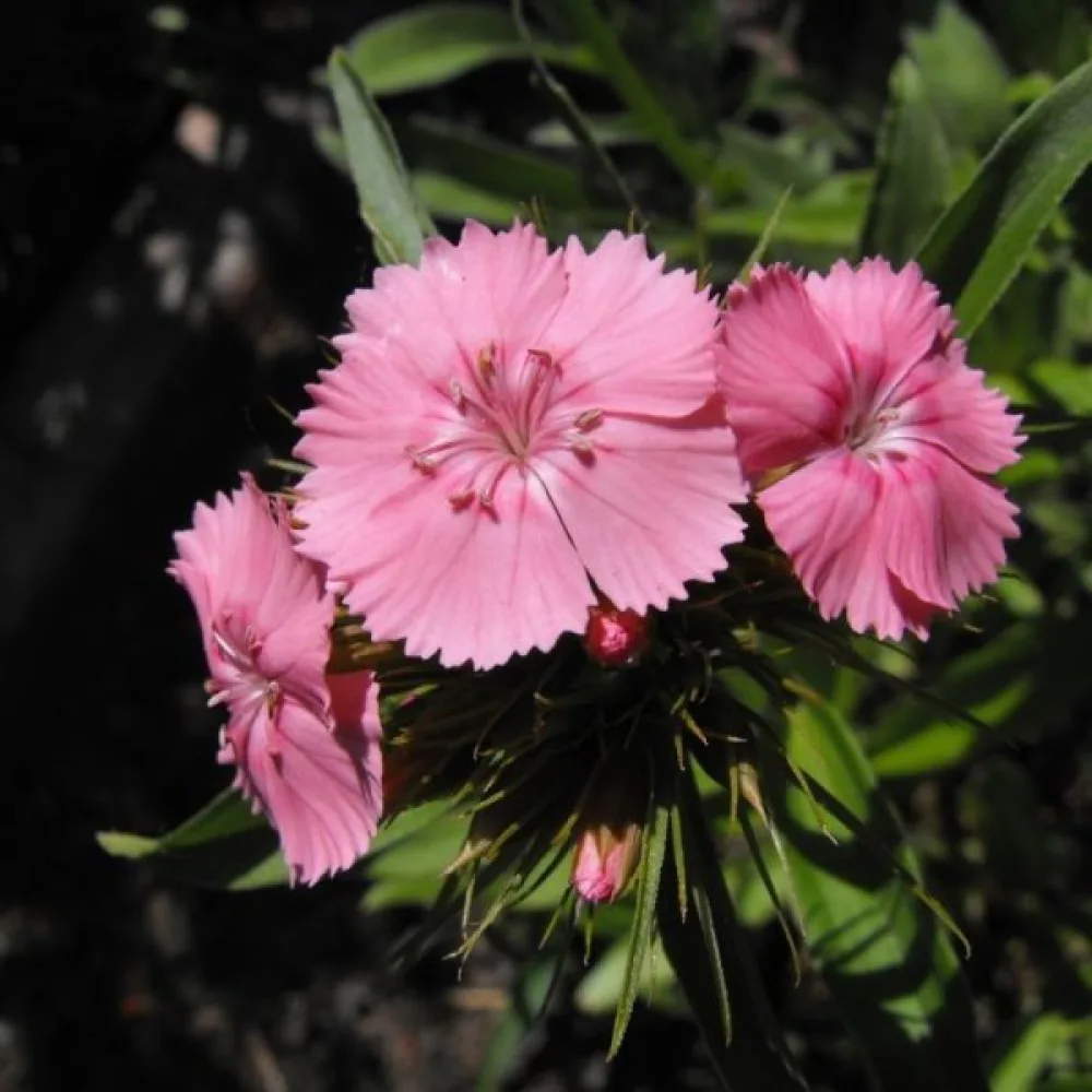 Harjaneilikka 'Newport Pink' – vaaleanpunainen