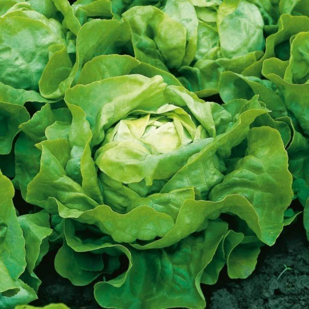 Keräsalaatti 'Justyna'