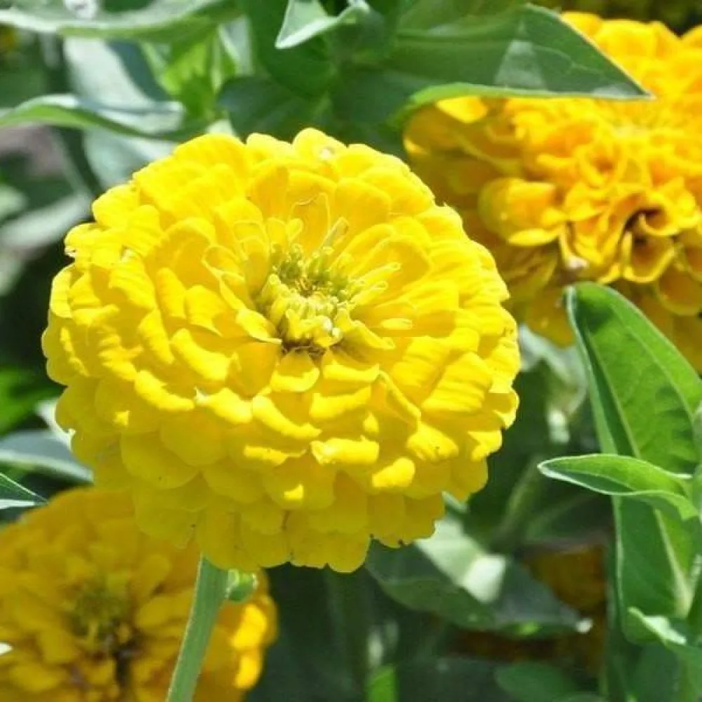 Tarhatsinnia 'Golden Gem'