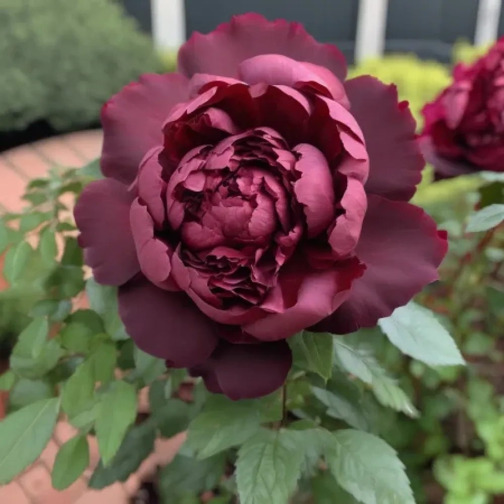 Ruusu 'Dark Ambrosia' – paljasjuurinen