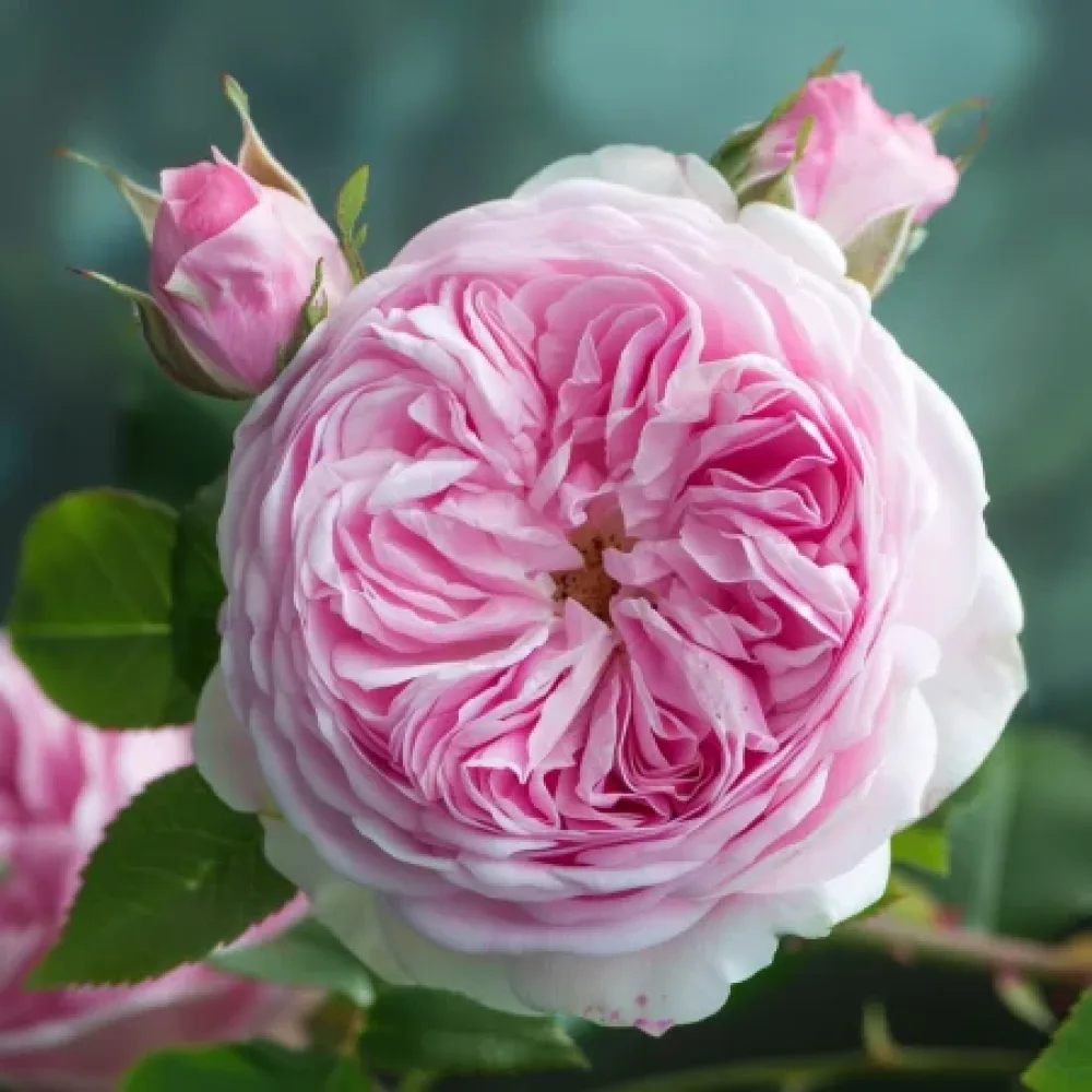 Ruusu 'Royal Essence'