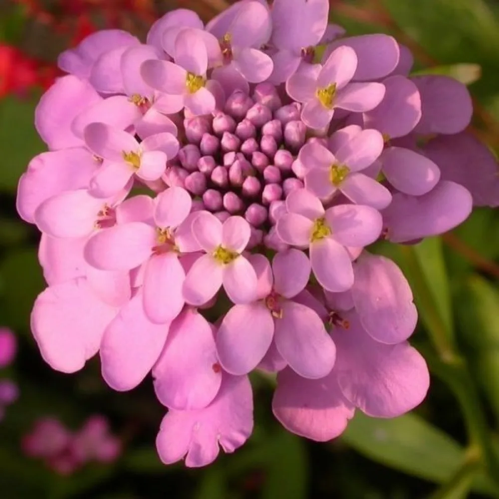 Sarjaiberis 'Rose Cardinal' – kirkkaanroosa