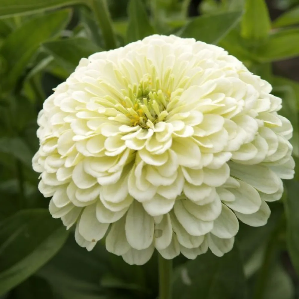 Tsinnia 'Isabellina'