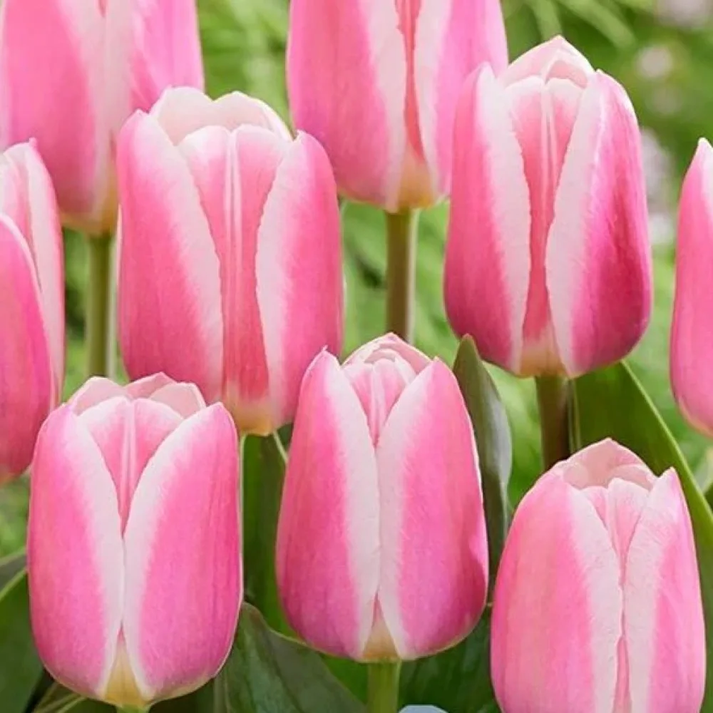 Tulppaani 'Mandy Choice'