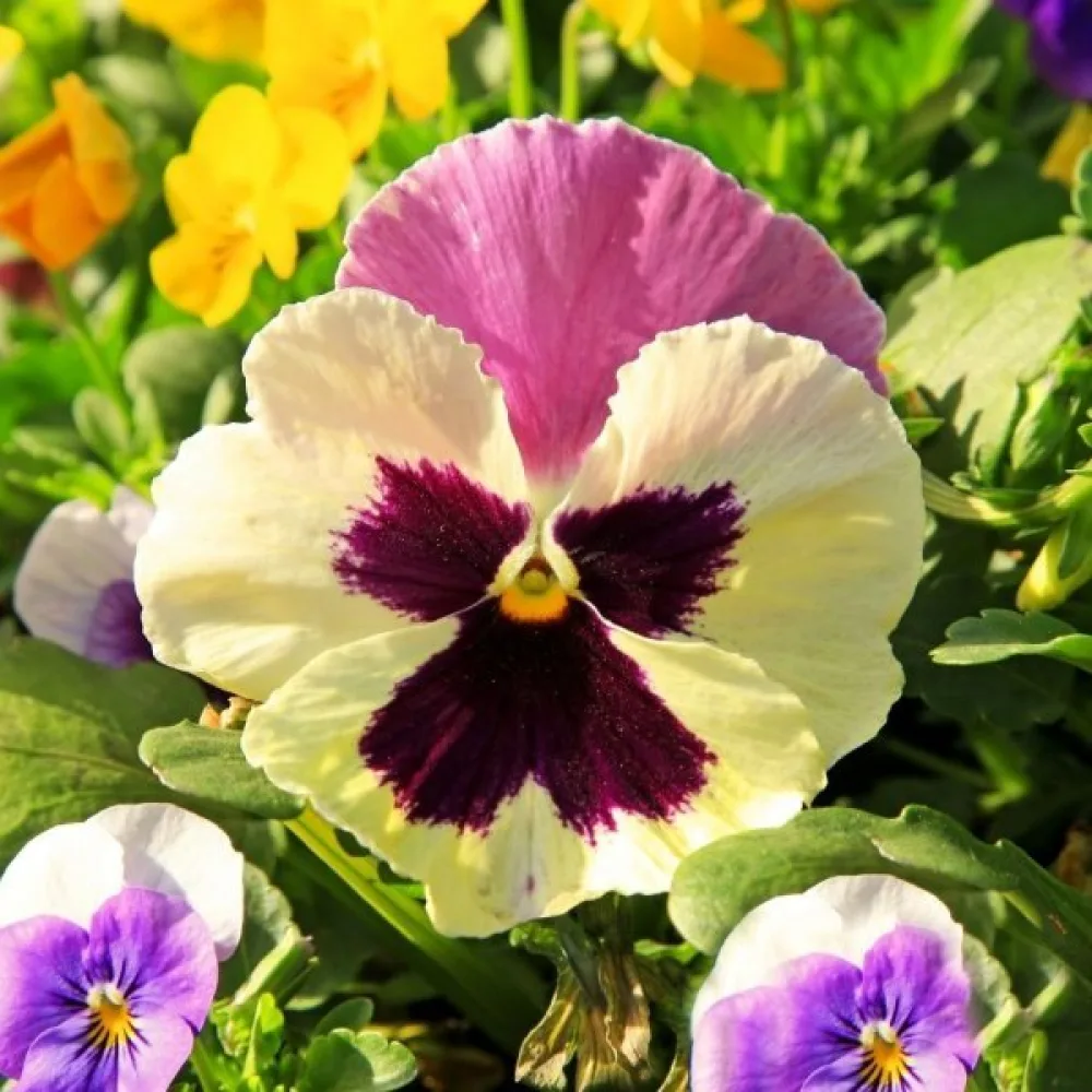 Tarhaorvokki 'Liebesduett'