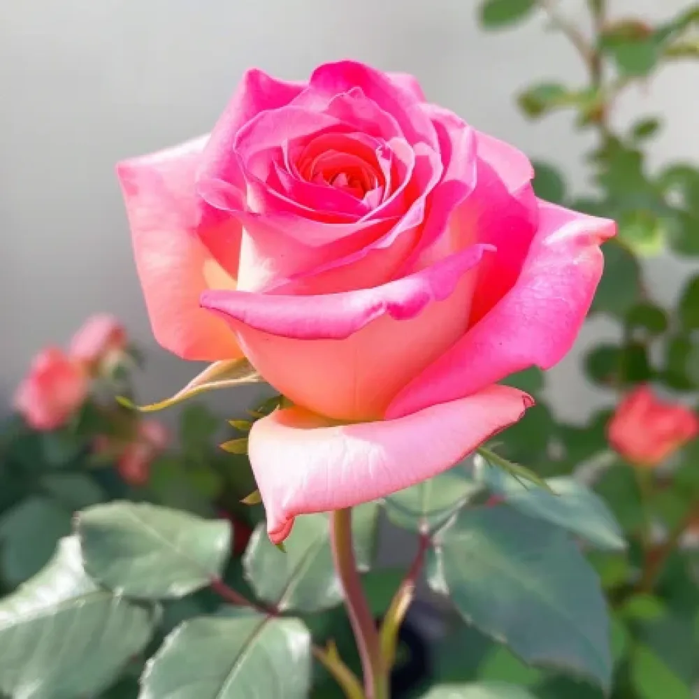 Ruusu 'Pink Snowflake' – paljasjuurinen