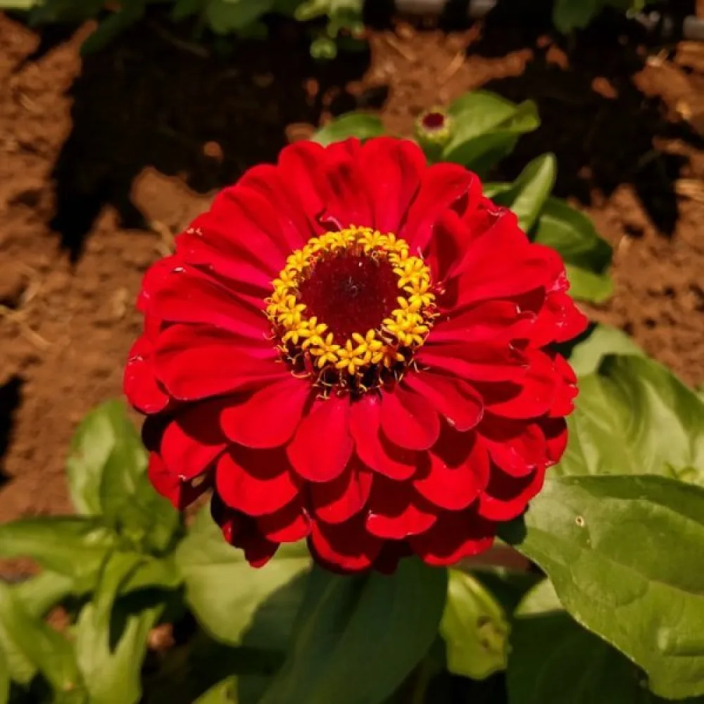 Tsinnia 'Super Yoga Red'