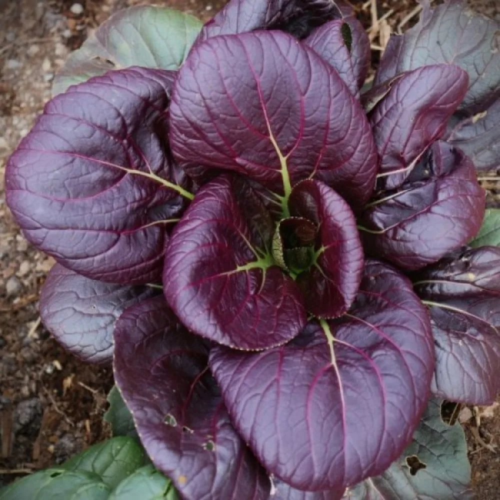 Komatsuna, violetti, versoiksi
