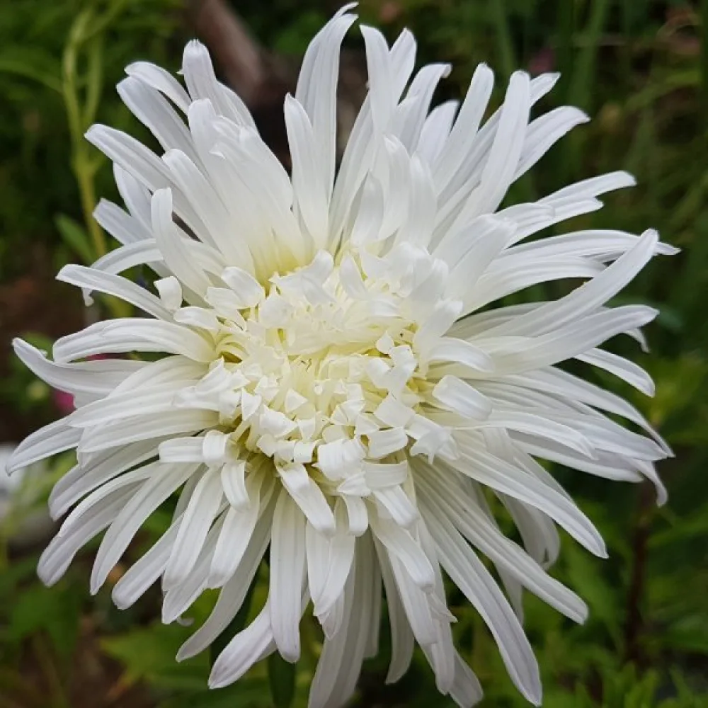 Kesäasteri 'Ostrich Plume' valkoinen