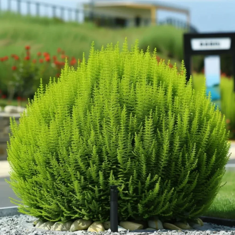 Kesäsypressi Kochia scoparia