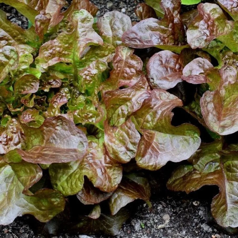 Baby leaf -salaatti 'Biscia Rossa'
