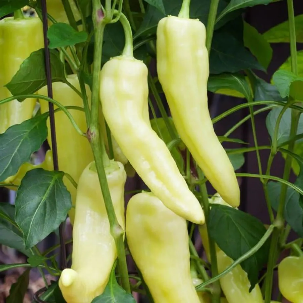 Paprika 'Sweet Banana'
