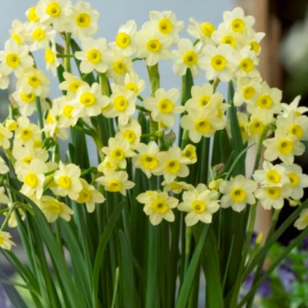 Narsissi 'Minnow'