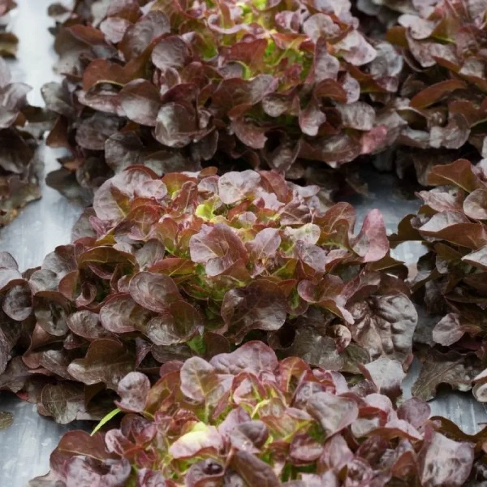 Baby leaf -salaatti 'Biscia Rossa'