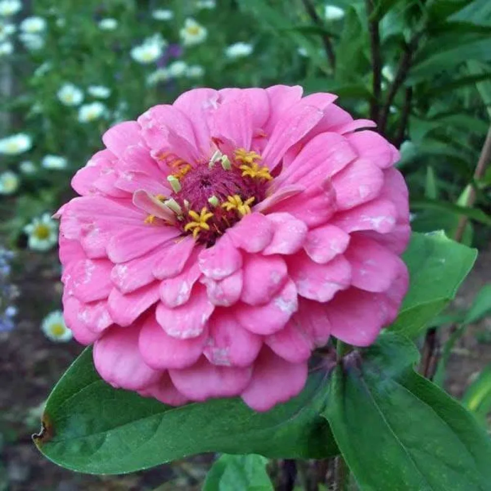 Tsinnia 'Luminosa'